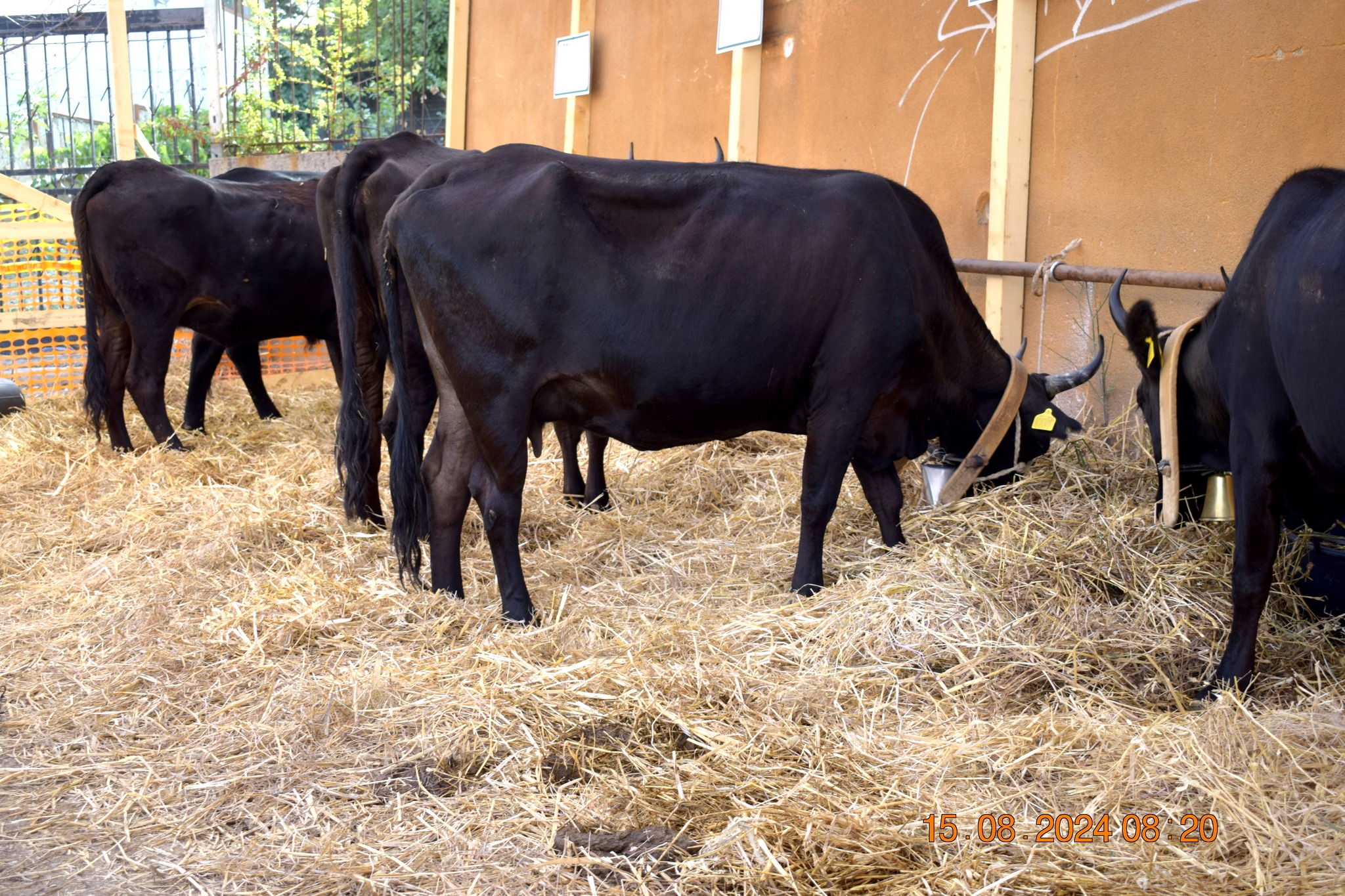 486423232 957671656566733 7064873107243696067 n