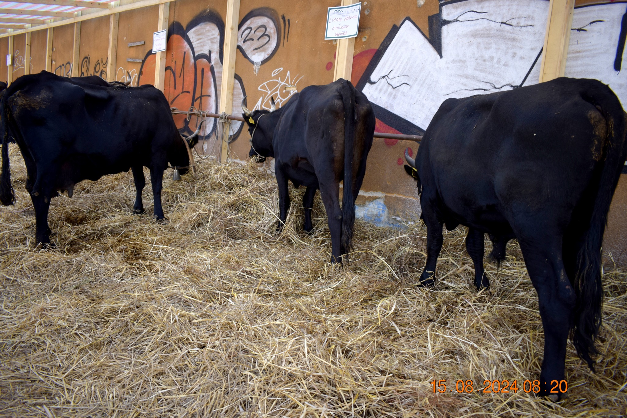 486474067 957672549899977 6309805801267324516 n