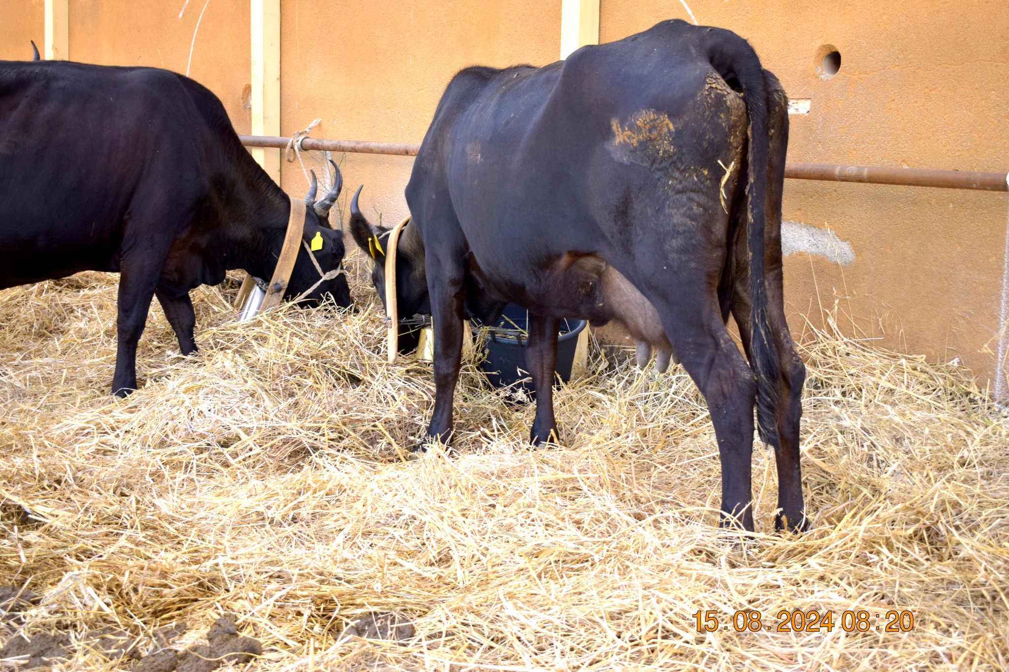 486560930 957672646566634 973603464800384187 n