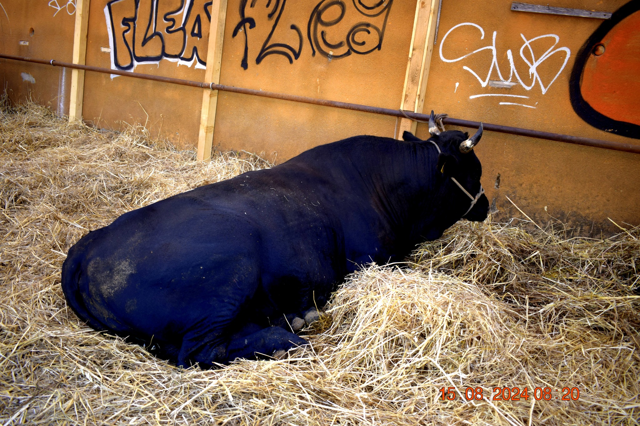 486947456 957671336566765 2926143530062251926 n