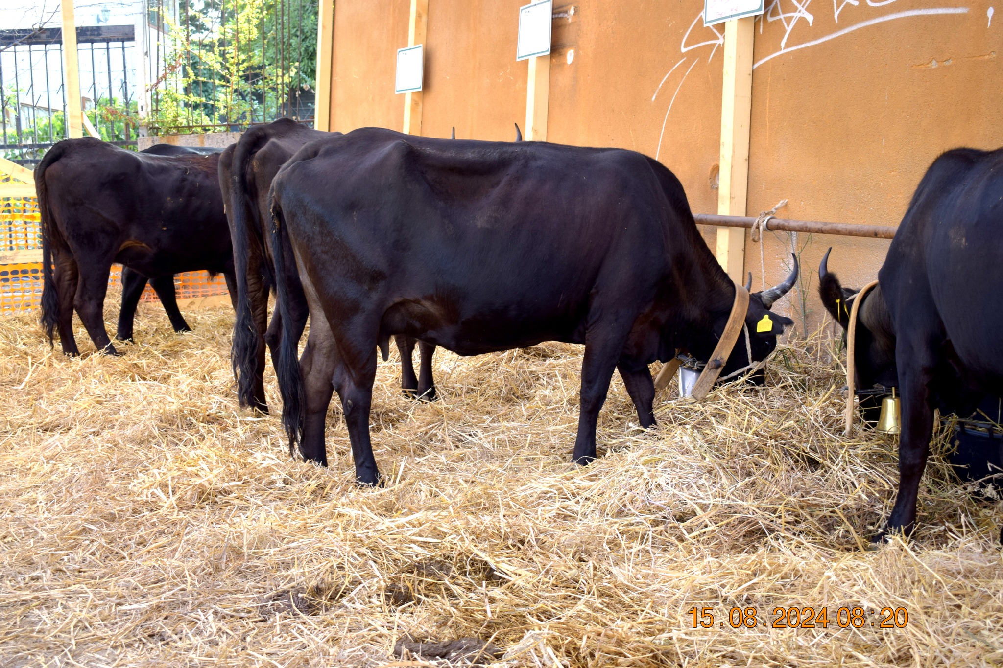 487105386 957672669899965 7092790641876439209 n