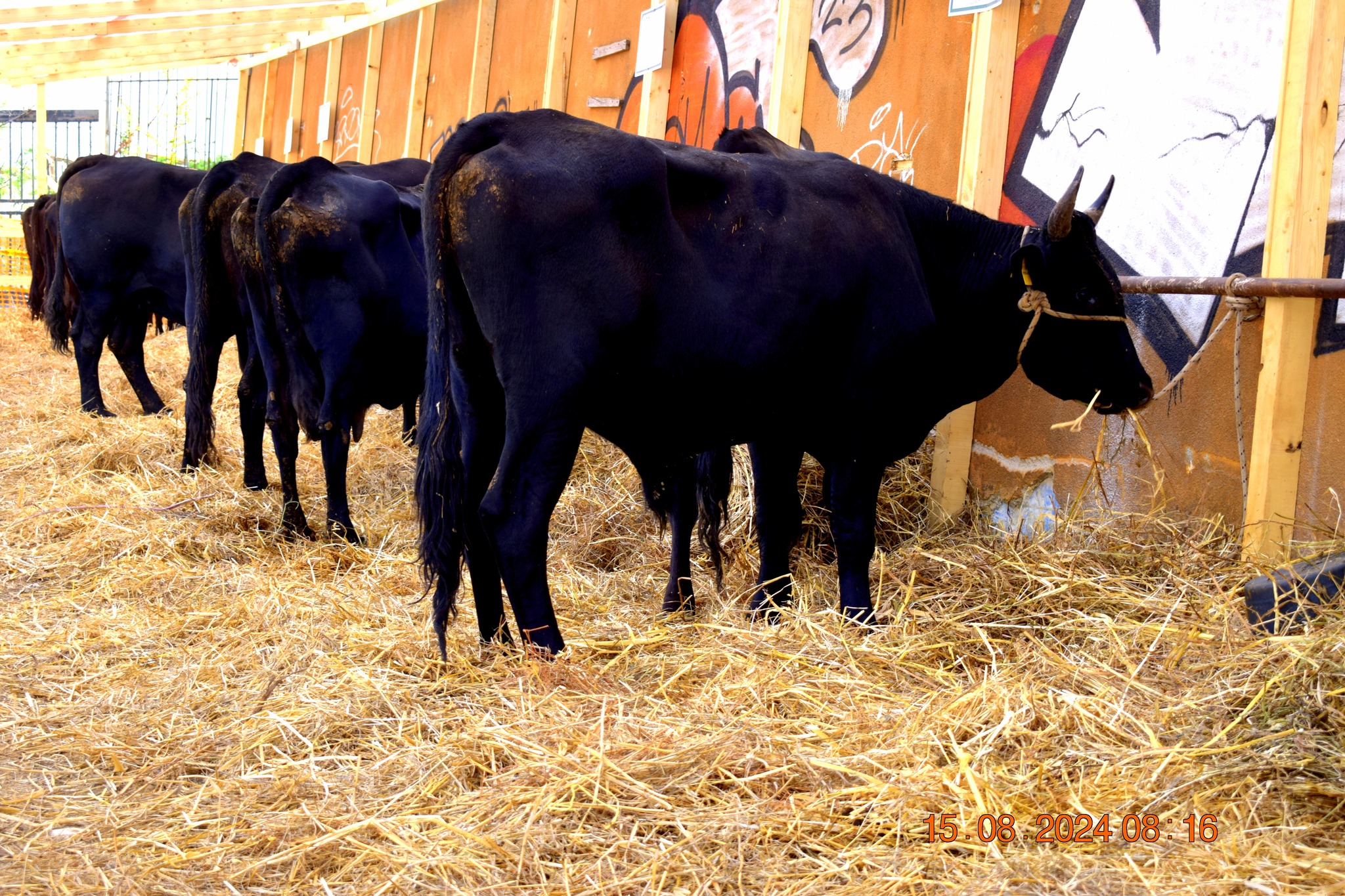 487352374 957672613233304 3795950332722883986 n