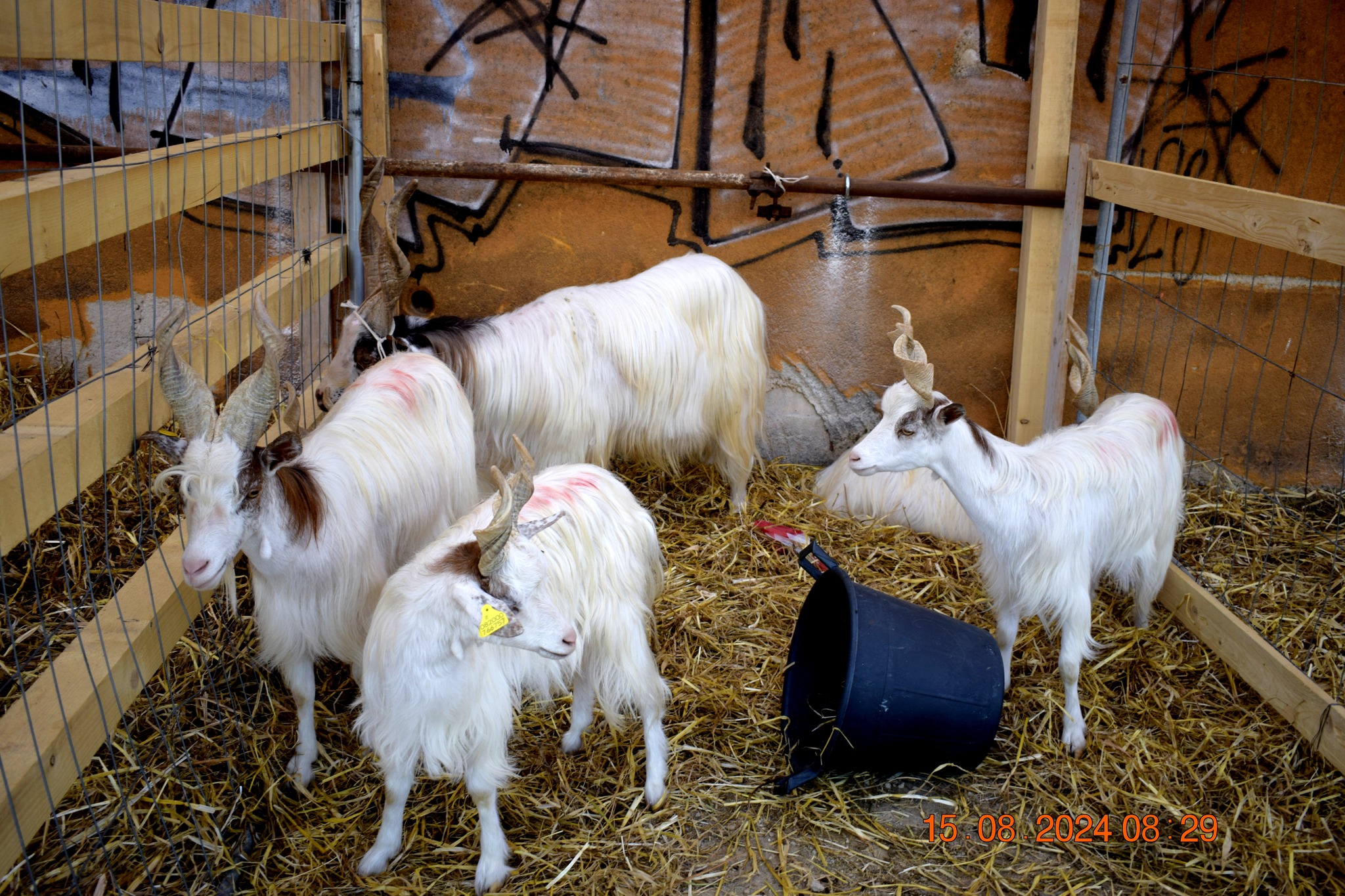 487446596 957671679900064 4454205044450261693 n