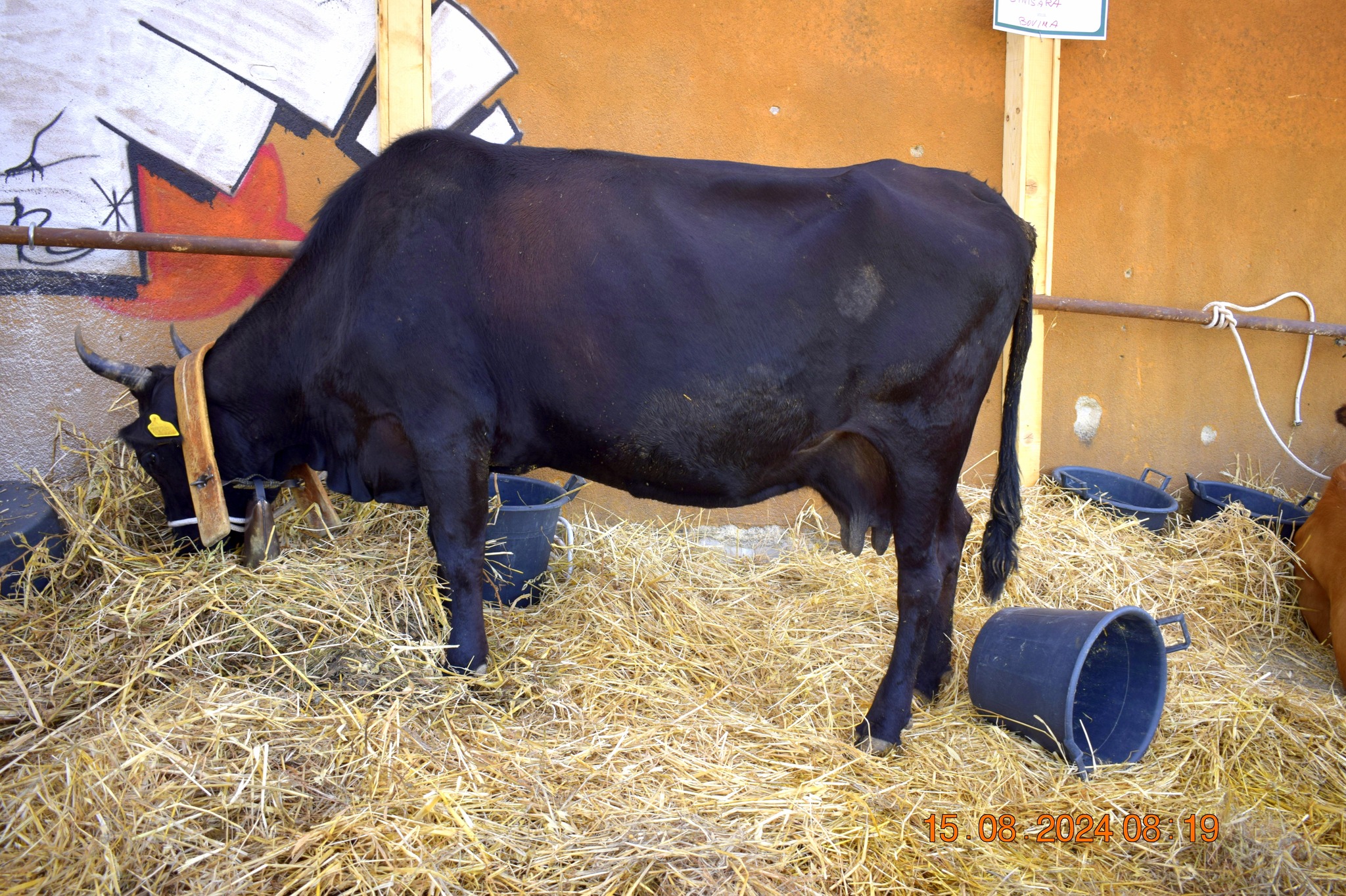 487482557 957671643233401 8782891517587978173 n