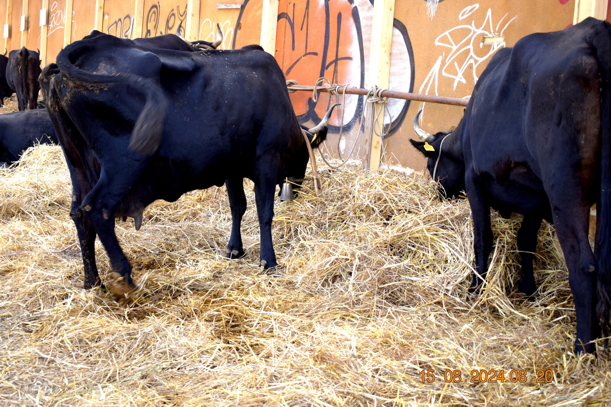 487504573 957671663233399 6028001058782864849 n