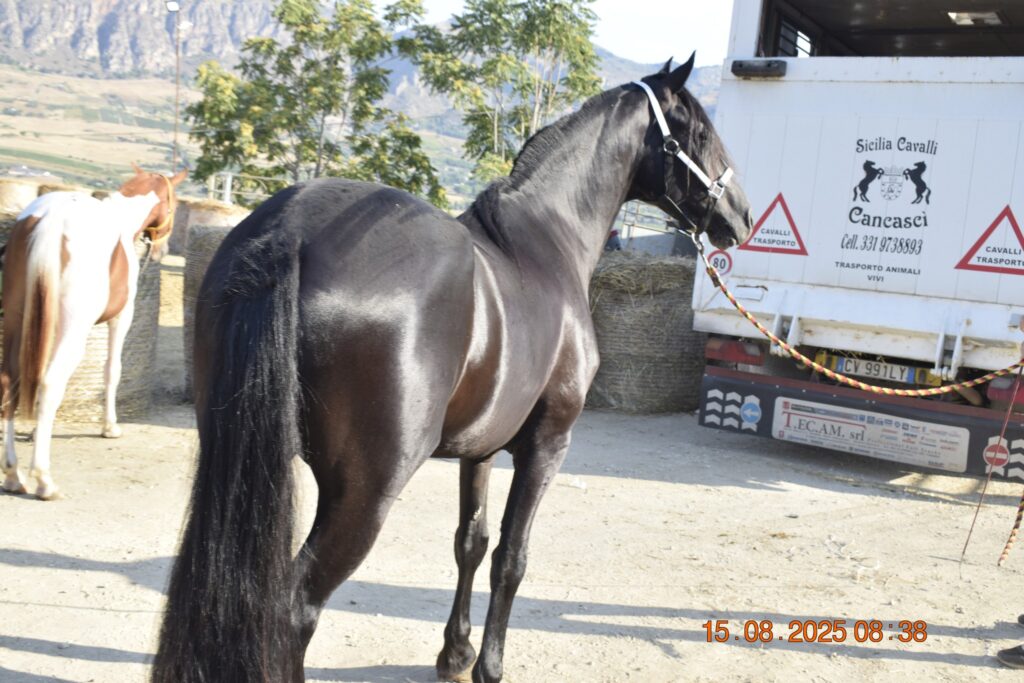 514314592 1190843569748618 2369122520073146615 n