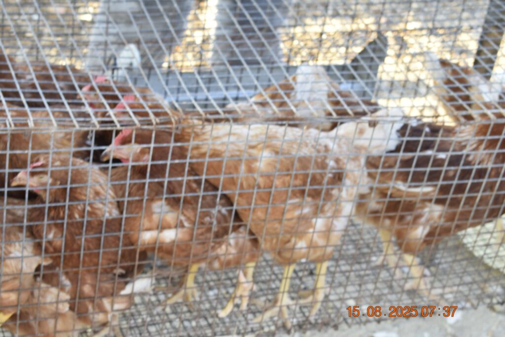 530212309 1190820719750903 1943847614736717732 n