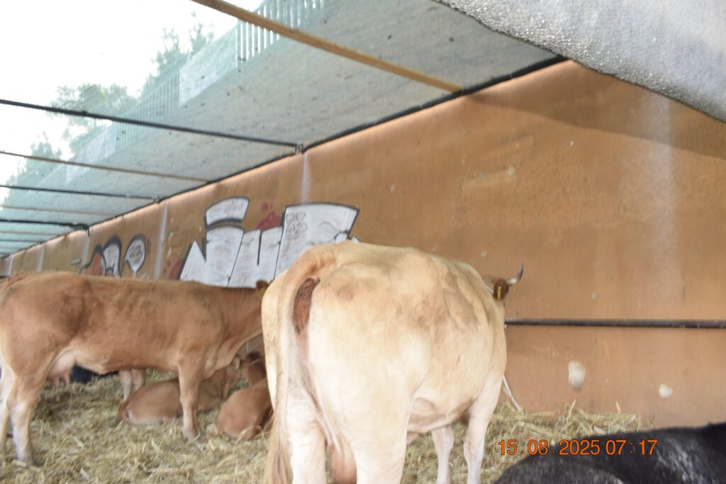 530427275 1190809406418701 6859040676885667880 n