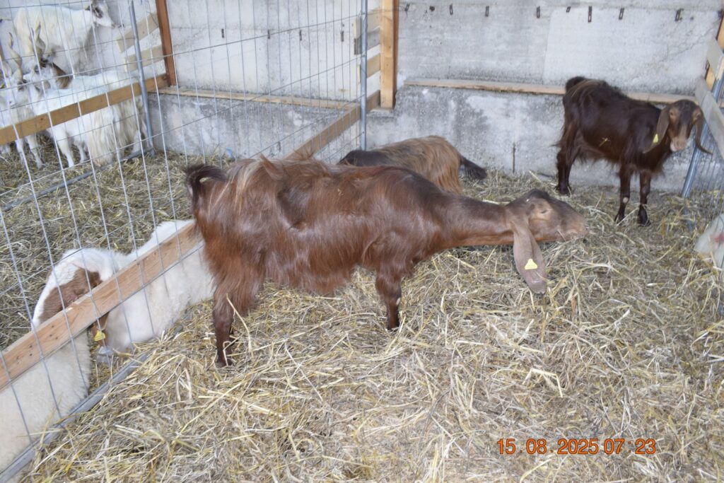 531107959 1190814376418204 8790484916356666974 n