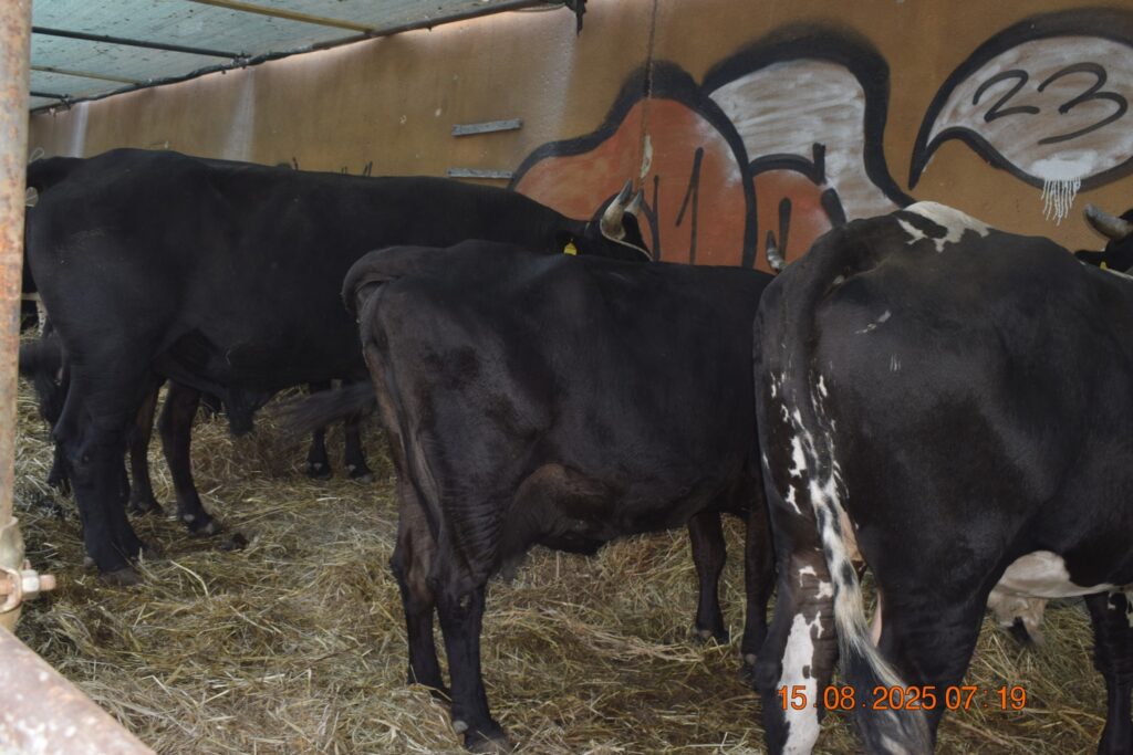 532040191 1190813479751627 6138991803268388549 n