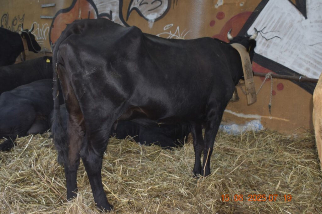 532043494 1190813349751640 4736985513294723268 n