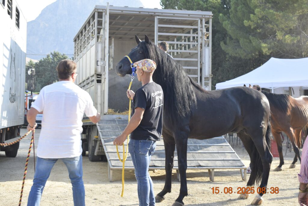 532116027 1190844763081832 2418303656002872836 n