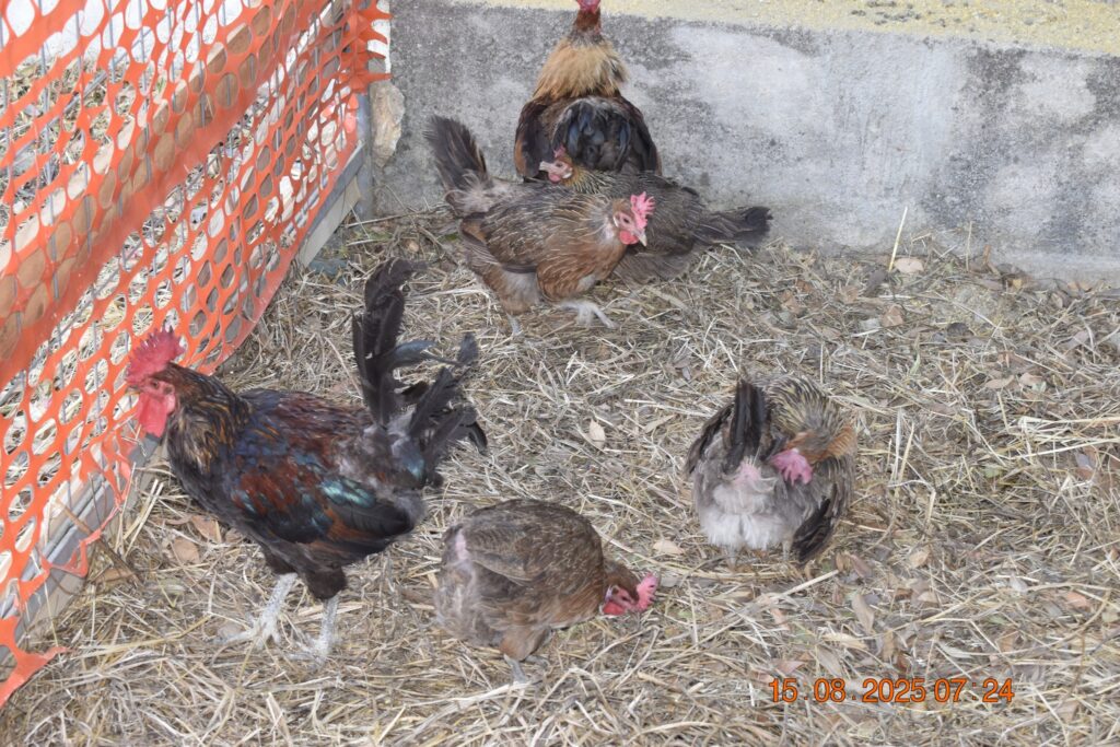 532119331 1190814436418198 1934546736732391991 n