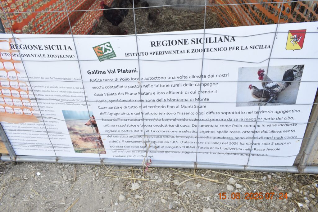 532228920 1190813983084910 6000370977916587842 n