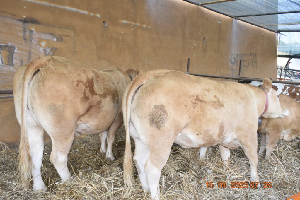 532382079 1190813713084937 7505198128944269955 n