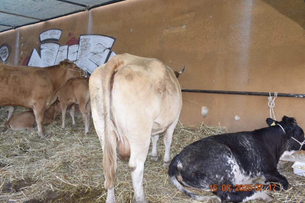 532471259 1190809813085327 1513588728181797960 n