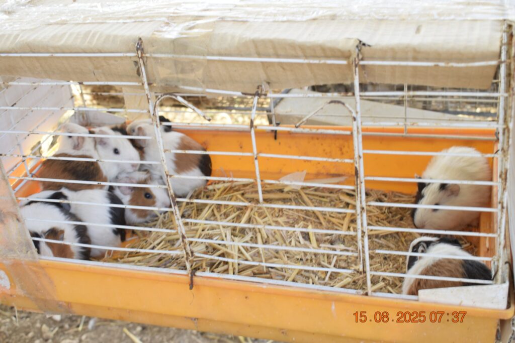 532502592 1190819799750995 4690720725214453593 n