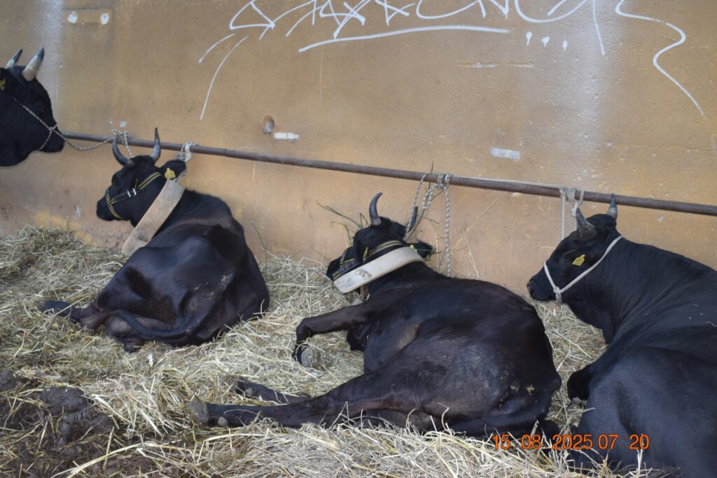 532533945 1190813859751589 132437322690584806 n