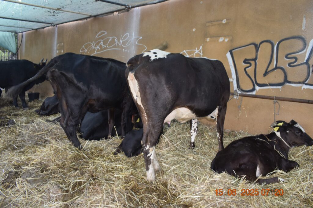 532574335 1190814059751569 9055480127503874031 n