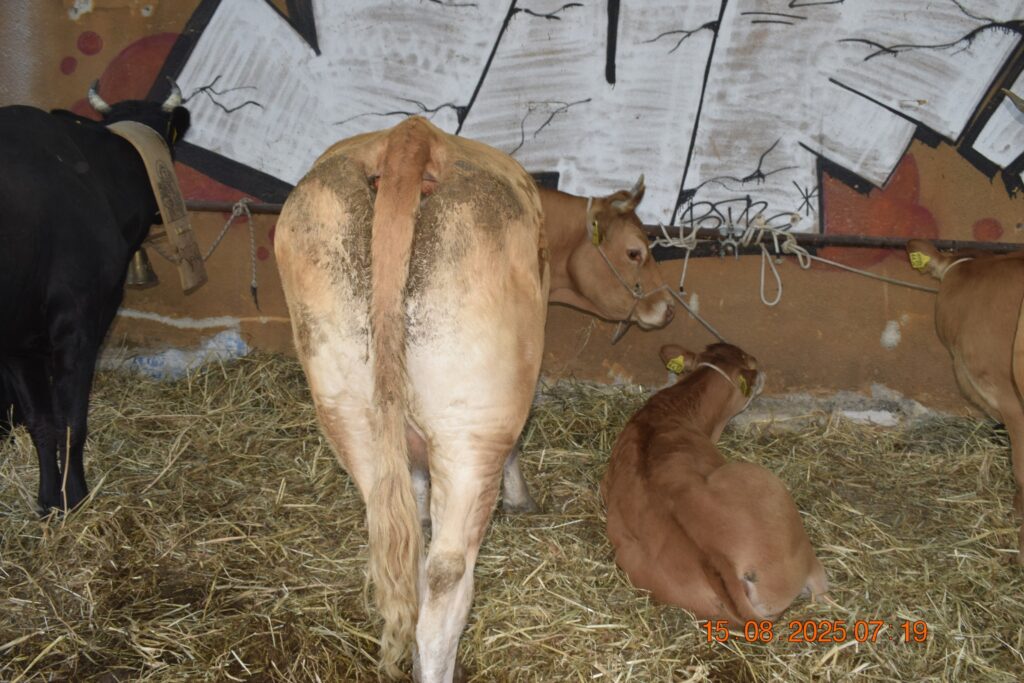 532625761 1190813793084929 3248333414369699521 n