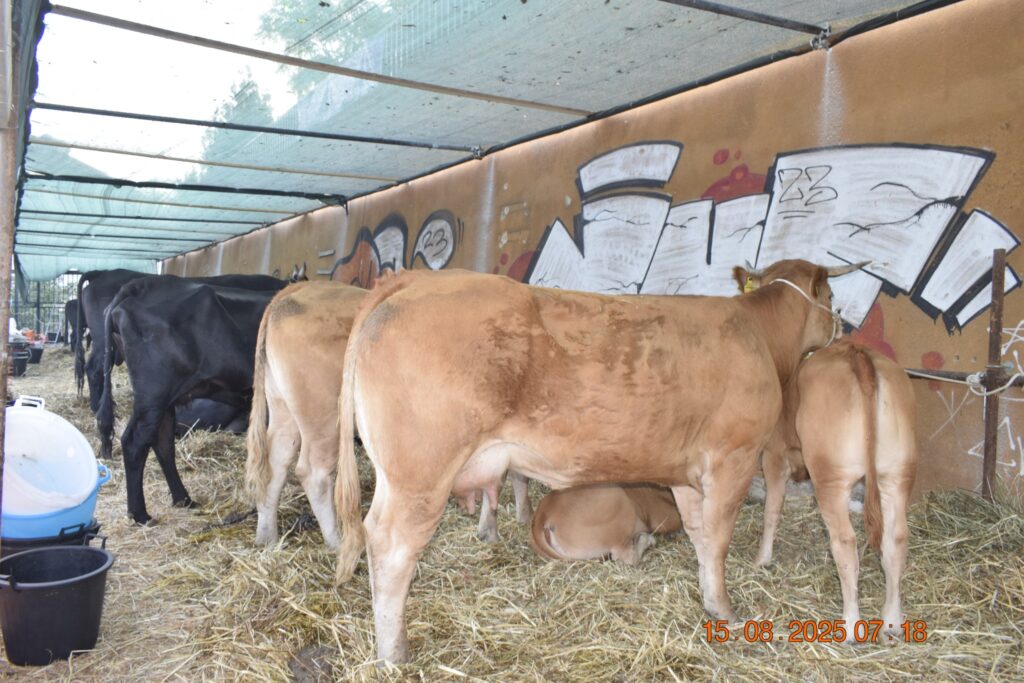 532644062 1190809766418665 6111876266313497586 n