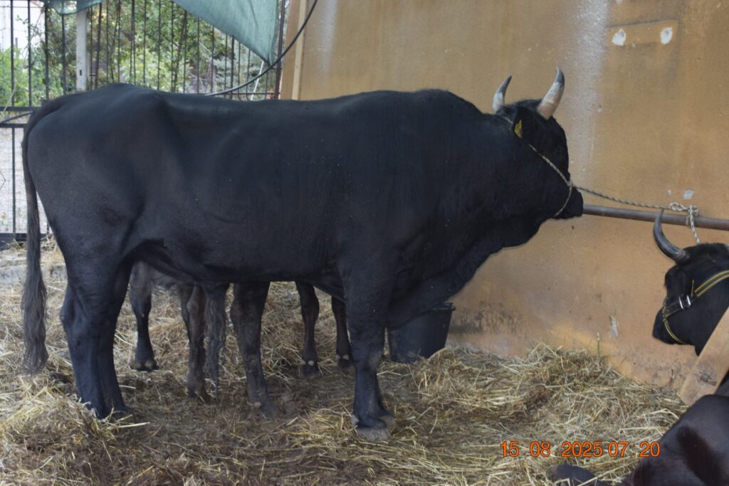 532691512 1190813419751633 7117248444370733320 n