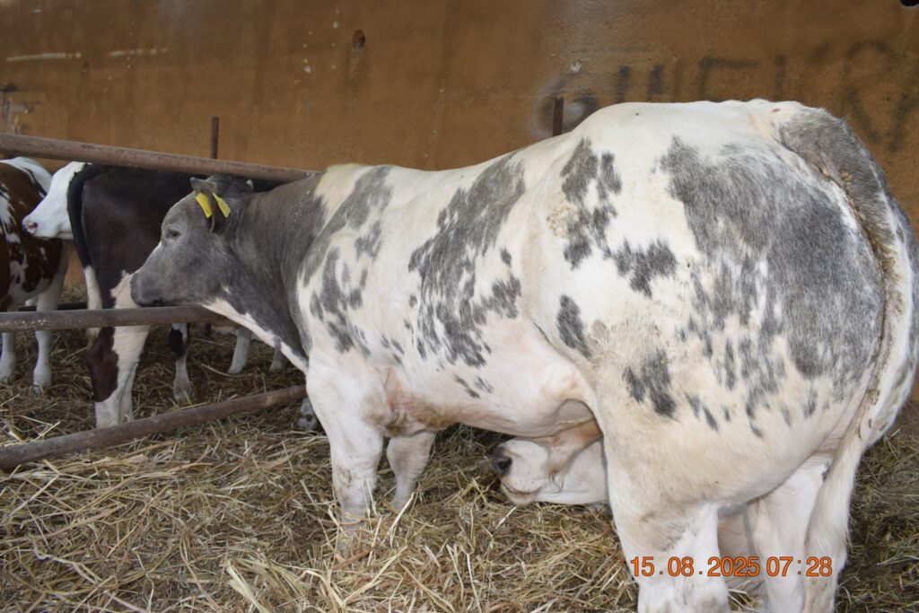 533023279 1190821863084122 3938275232586086353 n