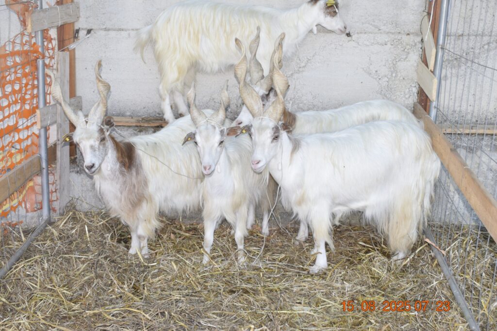 533028507 1190813756418266 7178143808233274983 n