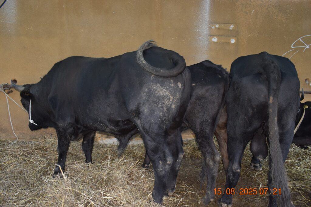 533029197 1190814193084889 8409564326244774587 n