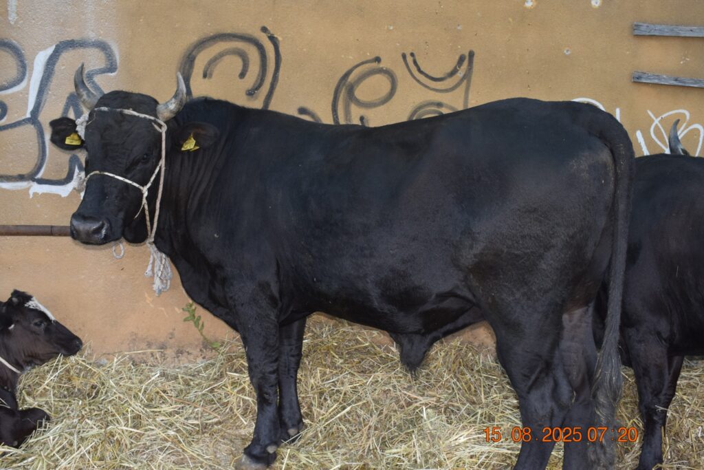 533033354 1190814036418238 4176345731274739322 n