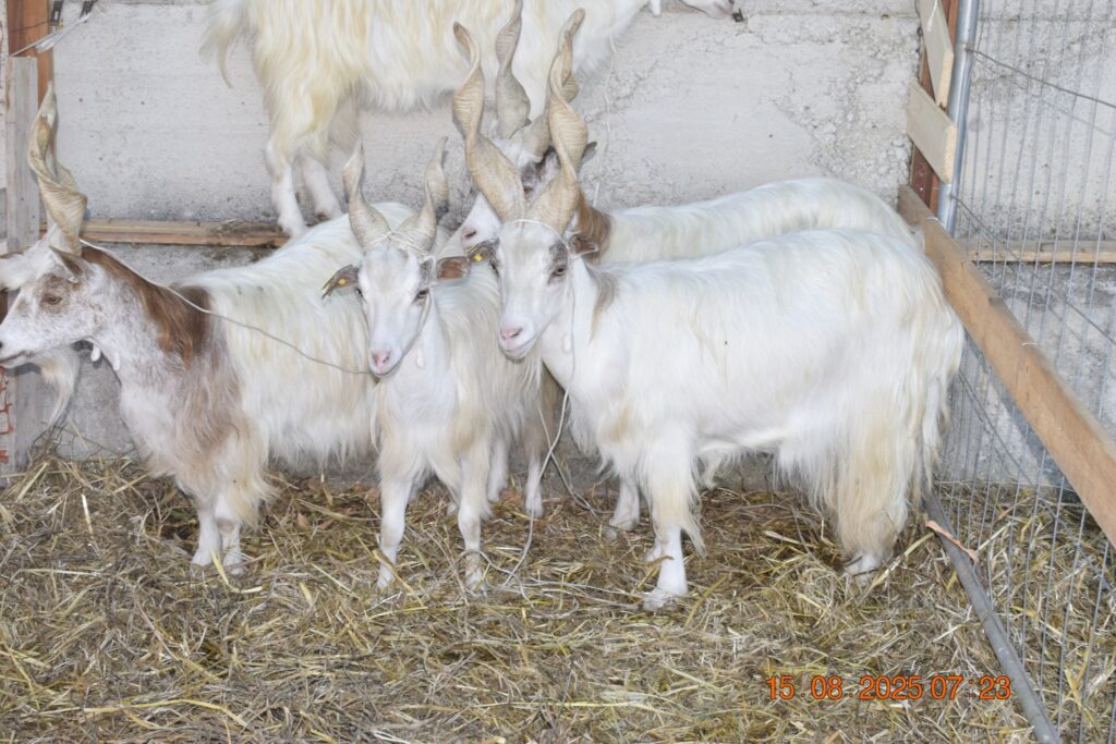 533476158 1190813779751597 5061557184925952188 n