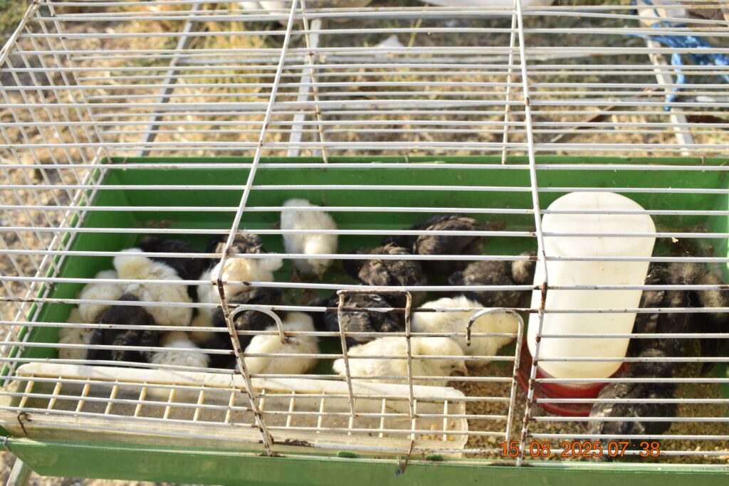 533480816 1190821186417523 6839249603632050639 n