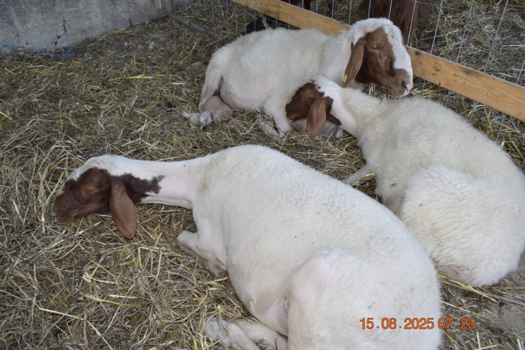 533483048 1190814123084896 7583772358474604420 n