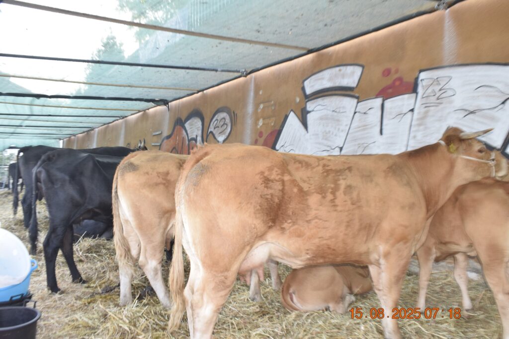 533486314 1190809683085340 2399725373402511276 n