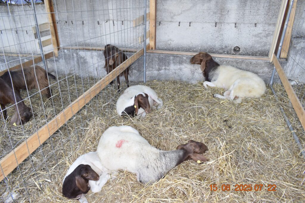 533490062 1190814469751528 178925337561627502 n