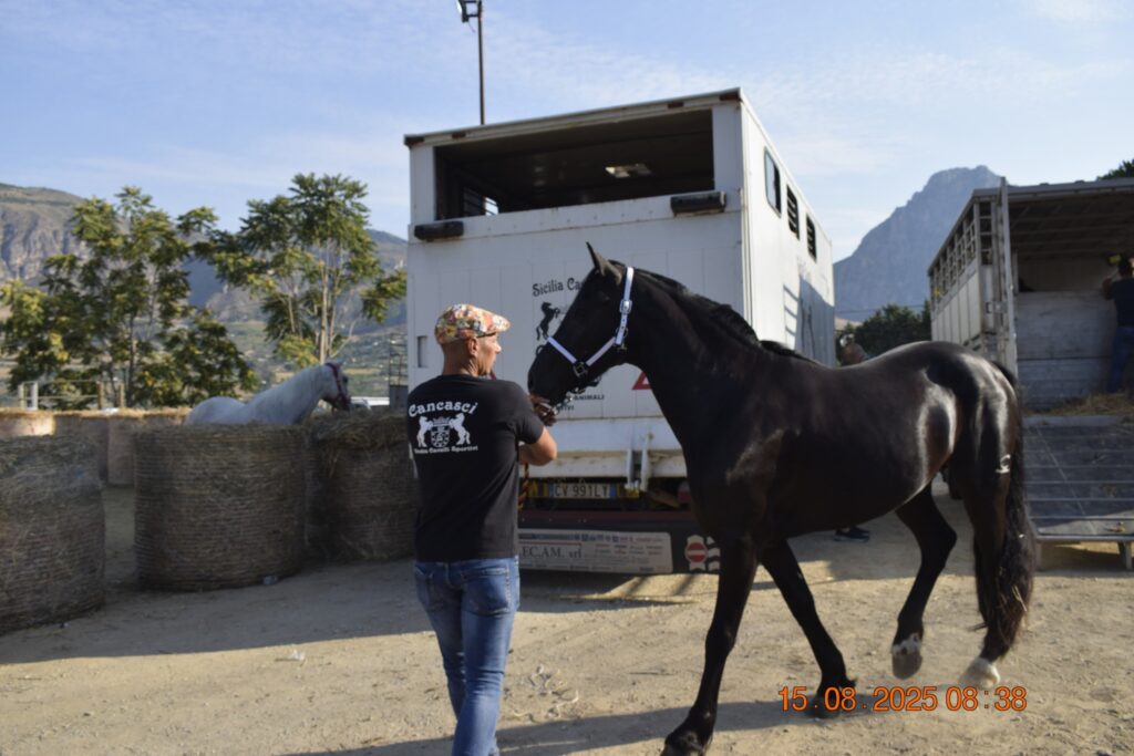 533499218 1190843356415306 6146762212452740820 n