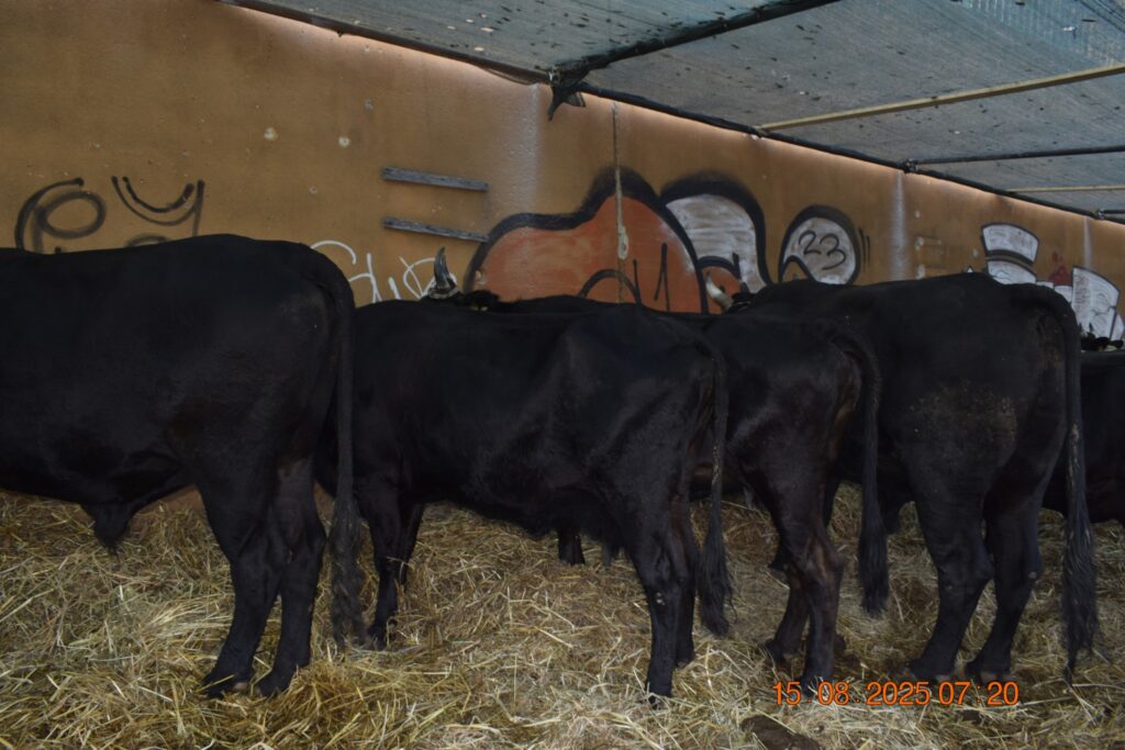 534505261 1190813499751625 5241827506390305925 n