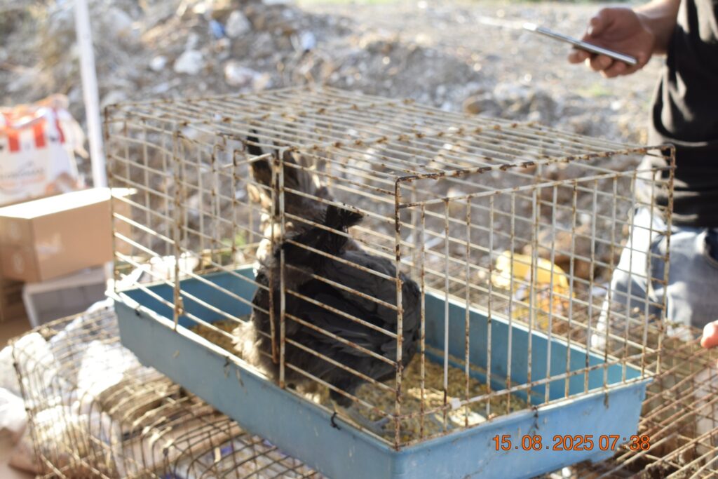 535025820 1190820439750931 7971182157703583222 n